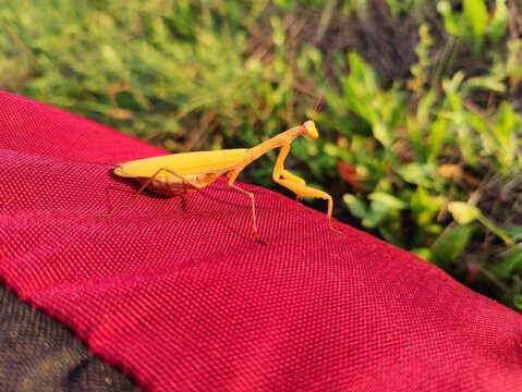 Mantis