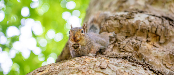 squirrel in tree in public park next to humans in hyden park in london.