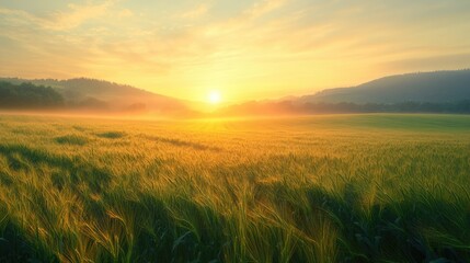 Fototapeta premium golden organic wheat field to make whole wheat bread at agriculture farm in the misty morning sunrise.