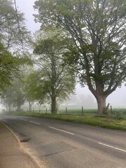 fog road in the woods