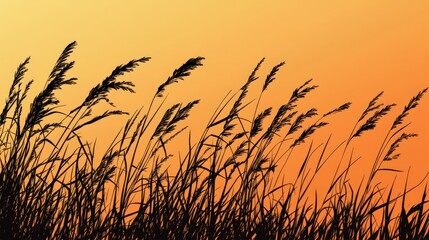 Obraz premium Silhouette of tall grass blowing in the wind at sunset.