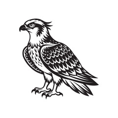 American osprey bird silhouette vector art illustration 