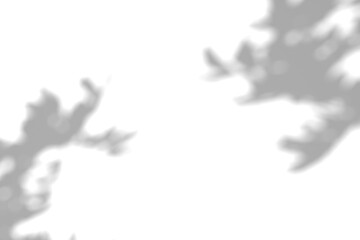 Tree branch shadow. Tree leaves shadow overlay. Summer sunlight trough the leaves. Nature organic shadow. Blurred Leaf shadow and light on wall background. 3d rendering