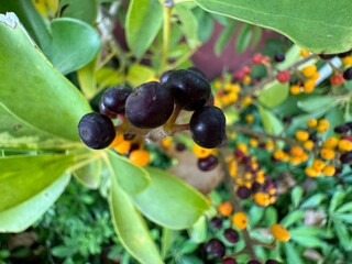 Close up colorful berries and green leaves of Heptapleurum Arboricola. Fruits of Schefflera arboricola, dwarf umbrella tree, ezhang tang, goose-sole vine. Spanish tree with colorful berries.