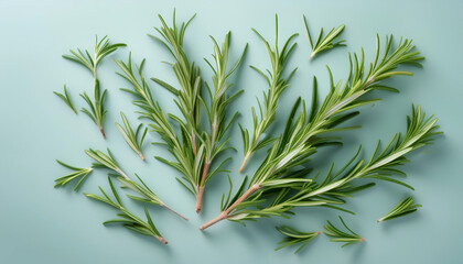 Fototapeta premium Rosemary, isolated on a pastel