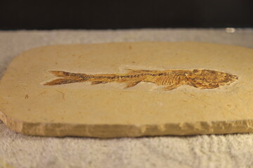fish fossil