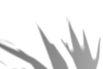 Fern branch shadow. Leaf shadow overlay. Sunlight trough the leaf. Nature organic shadow. Blurred Leaf shadow and light on wall background. 3d rendering