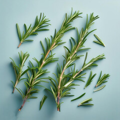 Rosemary, isolated on a pastel