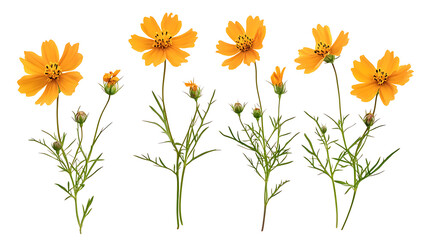 Obraz premium Hyperrealistic coreopsis tickseed flowers isolated on white background highquality png file