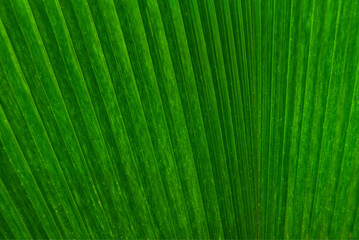 palm leaf texture background tropical green leaves close-up