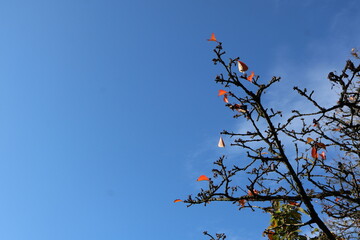 Minimalist composition of a bare tree branch with a few remaining autumn leaves against a clear blue sky.