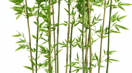 Fototapeta premium Pure, Green Bamboo Shoots