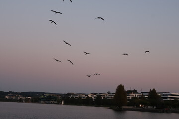 A flock of birds flying in formation over Phoenix-See, a popular city lake in Dortmund, during sunset. The soft pastel colors in the sky create a serene urban landscape scene.