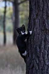 Obraz premium black and white homeless kitten climbed a tree in a green forest