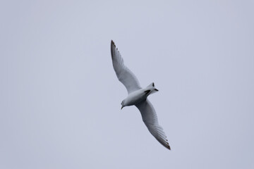 A seagull soars gracefully through the sky, its wings spread wide as it glides above the coastline, embodying freedom and the spirit of the sea.