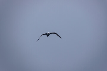 A seagull approaches with wings outstretched, flying directly toward the viewer, capturing the power and elegance of coastal wildlife in motion.
