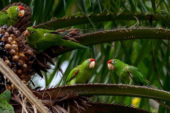 Rio de Janeiro, RJ, Brazil, 11/10/2024 - White-eyed parakeet, maritaca, Psittacara leucophthalmus, perched on a palm tree and eating at Nobel Square, Grajau neighborhood