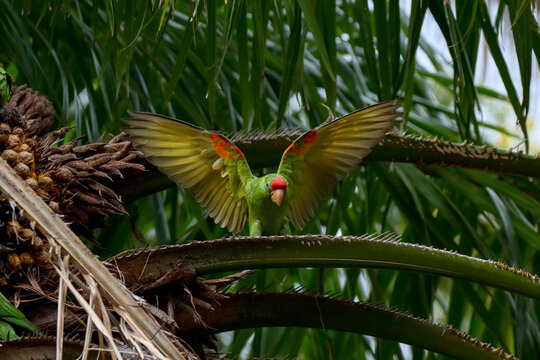 Rio de Janeiro, RJ, Brazil, 11/10/2024 - White-eyed parakeet, maritaca, Psittacara leucophthalmus, perched on a palm tree and eating at Nobel Square, Grajau neighborhood