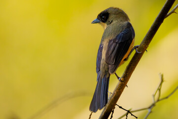 Obraz premium Black-goggled Tanager