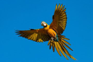 Yellow macaw © Ubirajara Oliveira