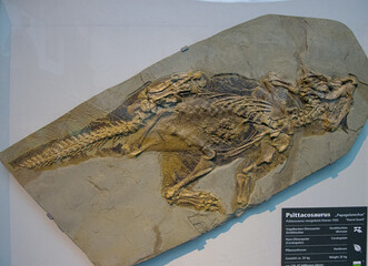 detail of the dinosaur fossil