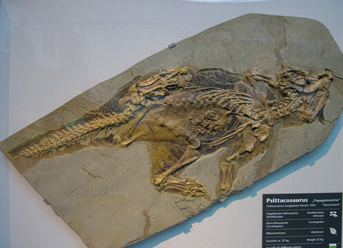 detail of the dinosaur fossil