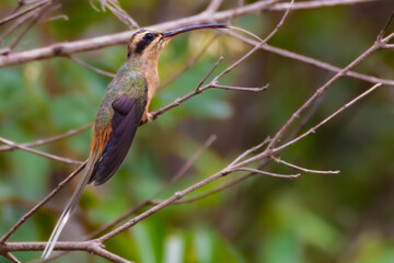 Planalto Hermit