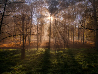 Mysterious foggy forest during autumn day