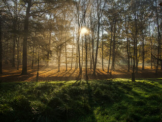 Obraz premium Mysterious foggy forest during autumn day
