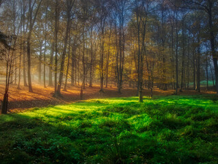 Mysterious foggy forest during autumn day
