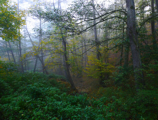 Mysterious foggy forest during autumn day