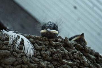 bird nest with Barn swallows chicks, partially obscured, viewed on a textured background.