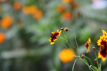 Coreopsis tinctoria