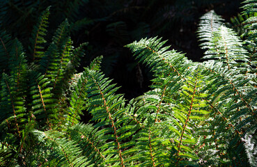 New Zealand fern native plants forest bush