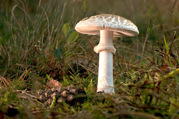 Close-up of a yellow death cap mushroom (Amanita citrina) from the Amanita family in its natural habitat, poisonous mushroom