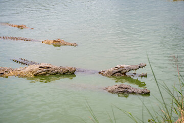 crocodile in the river, Crocodile opening its mouth among other crocodiles in the crocodile lake