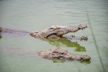 crocodile in the water, Crocodile opening its mouth among other crocodiles