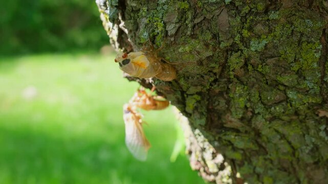 Close up view of Cicadas on tree after emerging from ground and go up the tree trunk. Close up footage of Cicada