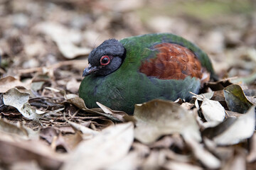 close-up crowned partridge on leaves, green Crested partridge, macro photo
