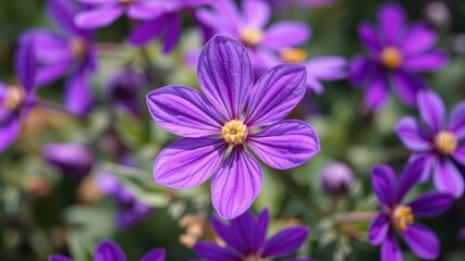 Obraz premium A close-up shot of a vibrant purple flower blooming in a garden, flora, beauty
