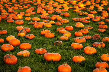 Field of orange pumpkins on green grass
