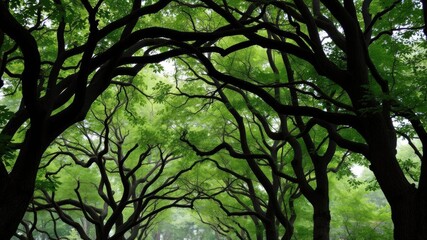 Fototapeta premium Natural archway formed by intertwined tree branches creating a whimsical and enchanting pathway in the lush forest, arch, branches