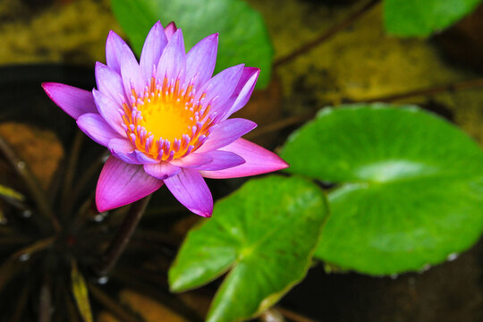 Ninfeia - Nymphaeceae