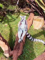 Naklejka premium Lemur