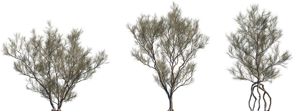 Set of Haloxylon ammodendron (the saxaul, black saxaul) frontal isolated png on a transparent background perfectly cutout