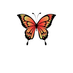 butterfly on white background