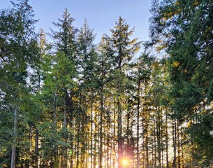Sunlight peaking through pine trees with blue sky