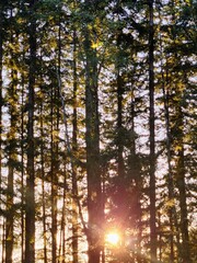 Sunlight peaking through tall pines