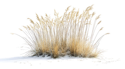 Growth of buffalo grass native prairie grass known for drought resistance isolated on white photograph