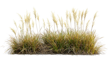 Obraz premium Growth of buffalo grass native prairie grass known for drought resistance isolated on white photograph